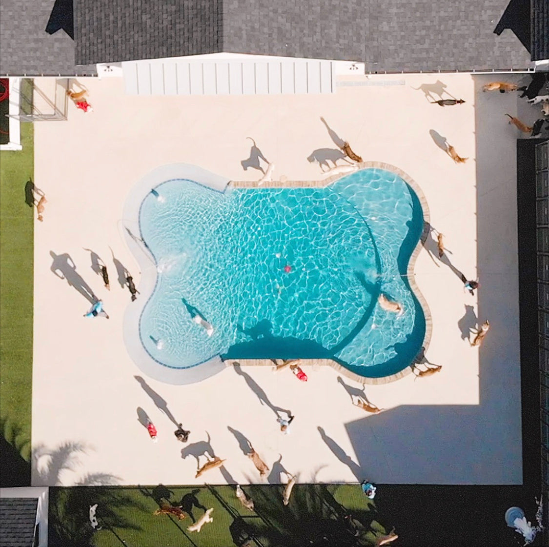 Dog Bone Shaped Pool